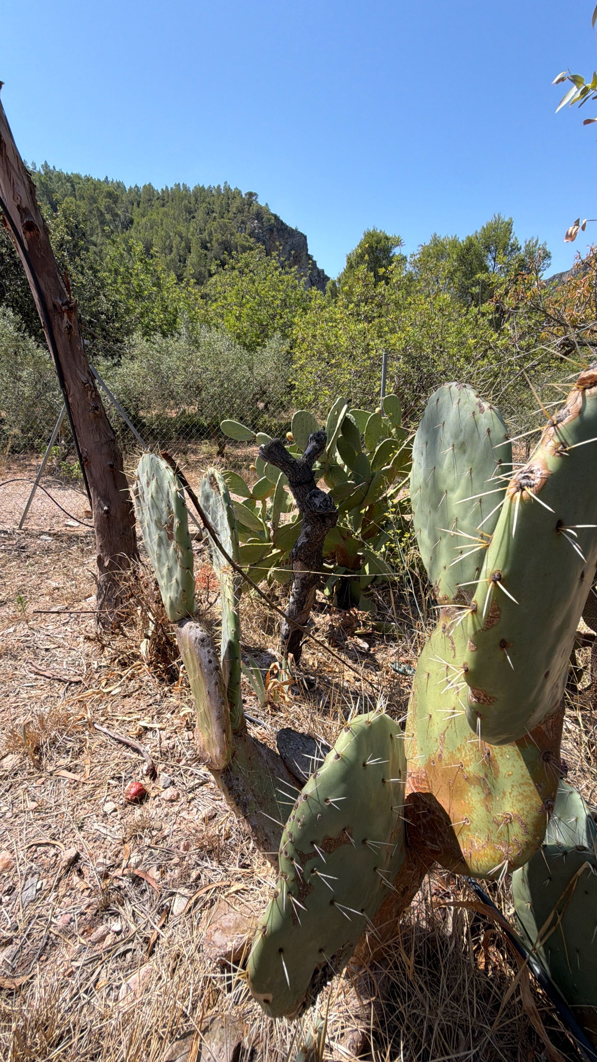 ++ Finca rustical en Vandellos ++ - Image 41